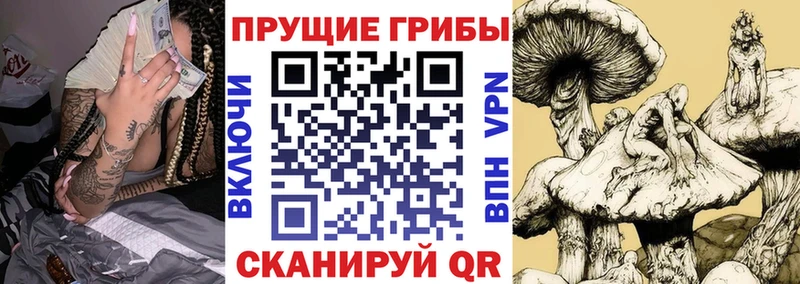 Галлюциногенные грибы Cubensis  хочу наркоту  Микунь 